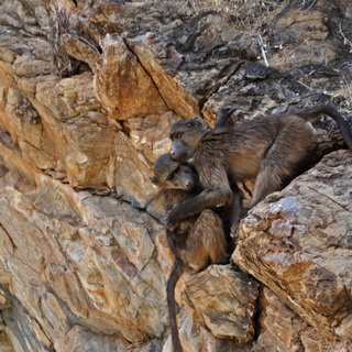 Naukluft - Chacma baboons